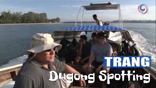 Dugong Spotting In Trang Thailand