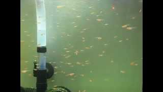 3 Week Old Danio Roseus Fry.