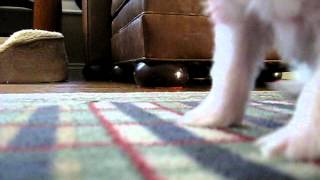 Cuteberry At Spirit Bear Cotons