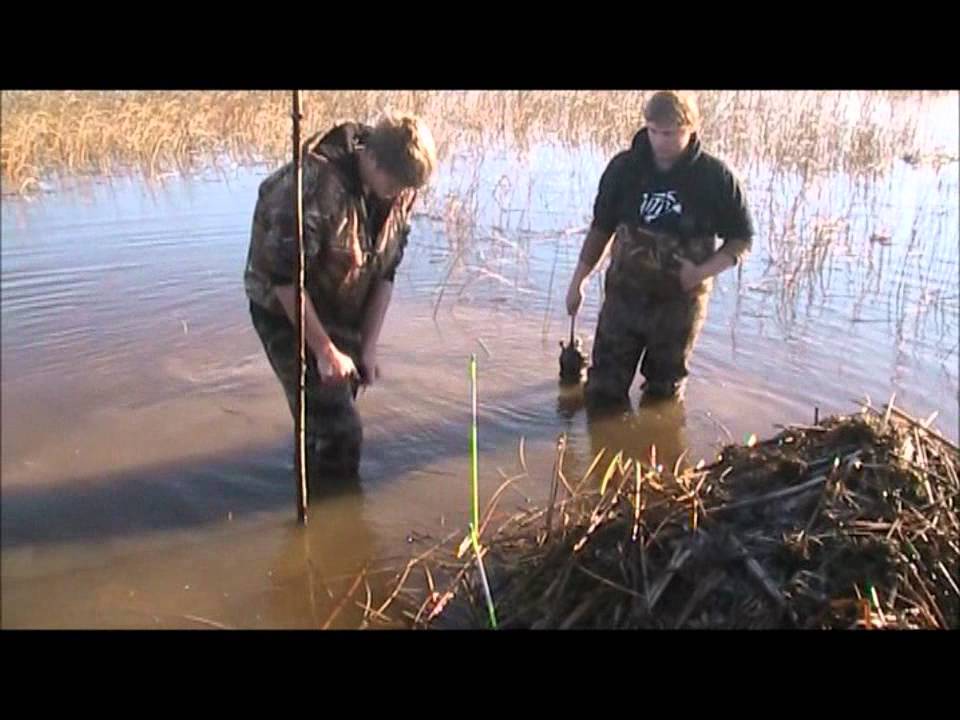 Muskrat Trapping #1 - YouTube