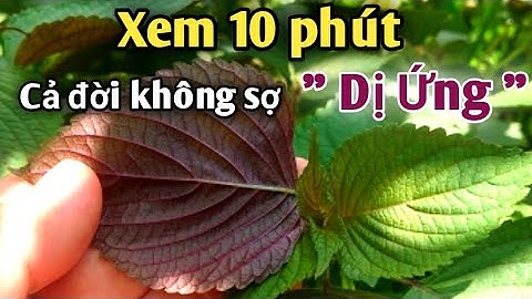 2 bài thuốc quí trị Da dị ứng, Mề đay mẩn ngứa rất hay. PHAN HẢI Channel