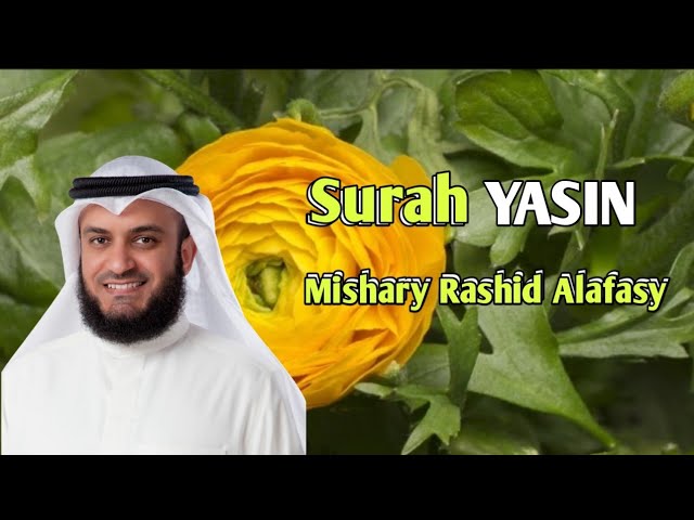 Murottal Quran Merdu Surah Yasin full | Mishary Rashid Alafasi class=