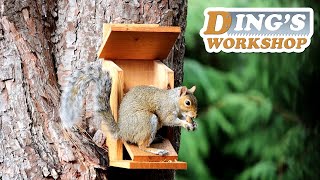 Squirrel Eating From My Squirrel Feeder 小松鼠吃东西