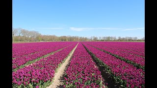 Flevopolder & Noordoostpolder - Beautifull Tulip Fields In Netherlands Tulipanska Polja 2022.04.