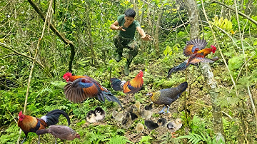 fish trap after rainy days, wild chicken tracks, catching chicks after breeding season