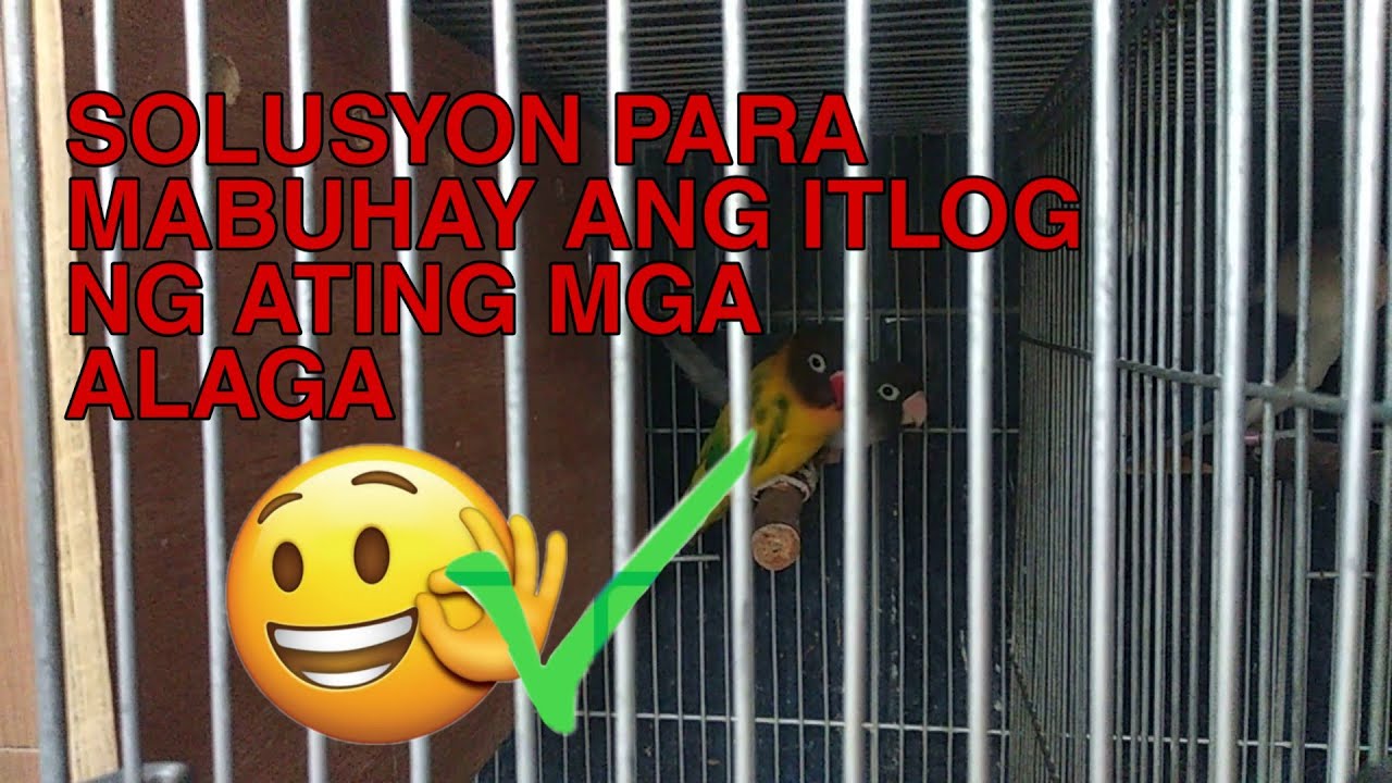 SOLUSYON PARA HINDI BASAGIN NG ALAGA NATIN YUNG ITLOG NILA | BAKIT KAYA NILALAGLAG YUNG ITLOG NILA?