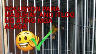 Solusyon Para Hindi Basagin Ng Alaga Natin Yung Itlog Nila  Bakit Kaya Nilalaglag Yung Itlog Nila