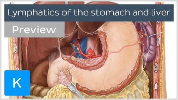 Lymphatics of the stomach and liver (preview) - Human Anatomy | Kenhub