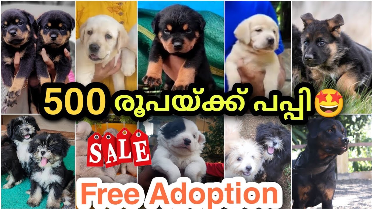 500 രൂപക്ക് പപ്പി 😱🔥 Free adoption ആയിട്ട് പപ്പീസ് Puppies and dogs