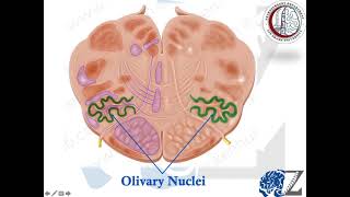 Brain Anatomy (21) Brain Stem (4) Medulla Oblongata