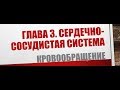 Физиология. Глава 3. Сердечно-сосудистая система. Кровообращение часть 1.