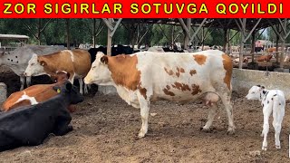 700-ta SIGIR BOR TANLAB OLING TOZZA ZOTLAR   91-141-30-10