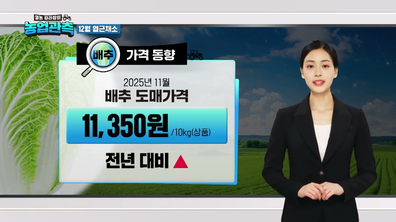 [농업관측] 2025년 12월 엽근채소