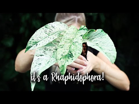 Plant Haul and some WEIRD Plant updates!
