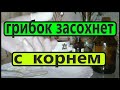 ГРИБОК  ЗАСОХНЕТ с Корнем НАВСЕГДА. Намажь ноги обыкновенным...