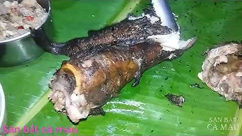 câu cá ngát đêm đầy hấp dẫn ( SĂN BẮT CÀ MAU ) TT53