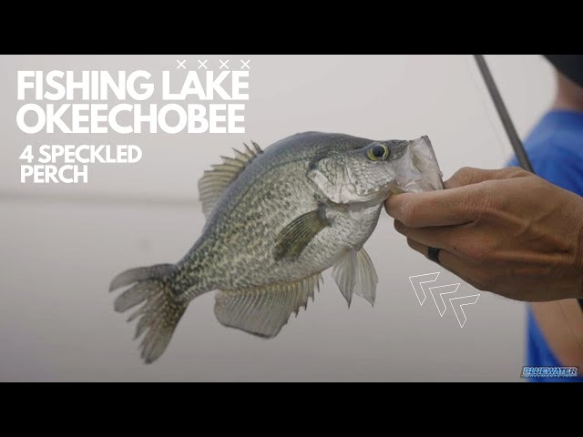 Holy CRAPPIE!! Multiple Speckled Perch Limits on Lake Okeechobee with a  LEGEND! Thick Fog! 