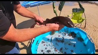 Tidepool Creatures,Saltwater Pond, Aquatic Creatures