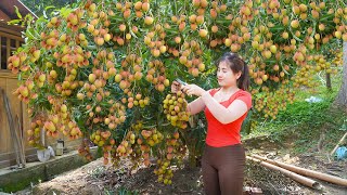 Harvesting Lychees Goes To Market Sell  Herd pigs and chickens every day | My Bushcraft / Nhất