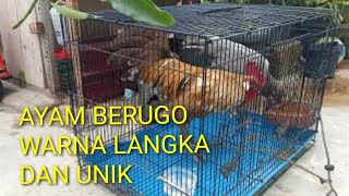 WOOW ! AYAM BERUGO WARNA LANGKA