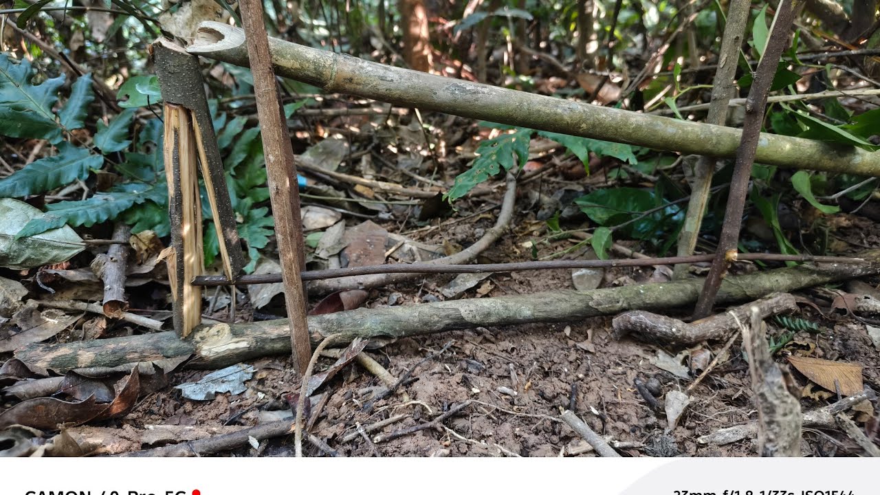 วันนี้พรานเซย่าพาไปกับดักหนูหวายกินมะกอก 22.12.2025