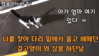 나를 찿아 다리 밑에서 울고 헤메던 길고양이 와 상봉 하던날