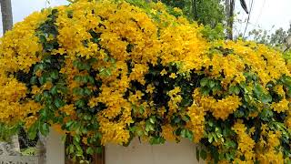 cats claw creeper at my garden.