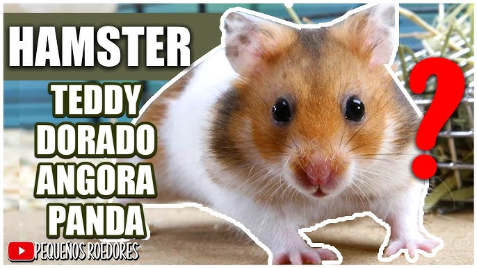 900+ ideias de Blueycapsules em 2023  cuidados hamster, gerbil, hamster  sírio