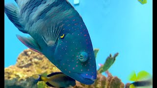 Aquarium Movies (Japan) archive 生きている魚図鑑: ブルームテール