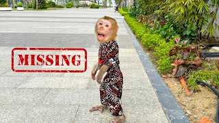 Monkey Kaka went missing while going to the park with Quynh