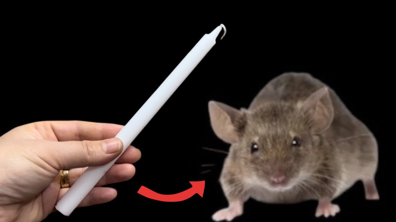 Избавьтесь от мышей и крыс всего одной свечой! Насекомые точно убегут.