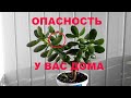 Чем Опасно Денежное Дерево. # 103.