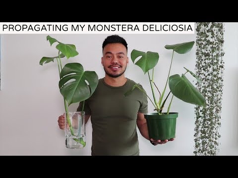 Propagating My Monstera Deliciosa | Houseplant Update Spring 2019