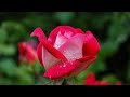 VALENTINE BY YOUNG SIMBA CLASSIC OFFICIAL VIDEO 1M Views VALENTINE BY YOUNG SIMBA CLASSIC OFFICIAL VIDEO 1M Views