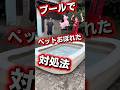 プールでペットがおぼれた時の対処法🐕#shorts