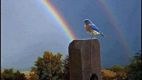 Thumbnail of Somewhere Over the Rainbow /  What a Wonderful World - Israel Kamakawiwo'Ole with lyrics