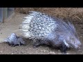 Wonderful Porcupines Baby In The Zoo Japan