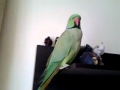 My parrot 2