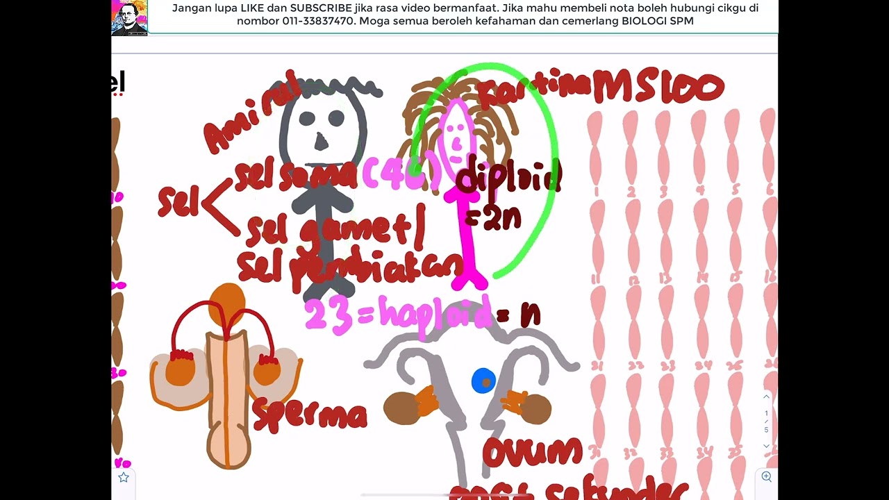 (2022) BIOLOGI KSSM T4- Bab 6 Pembahagian Sel