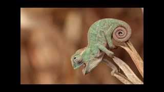 Video thumbnail of "Herbie Hancock - Chameleon (short version)"