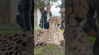 Amazing experience with Mr.Cheetah