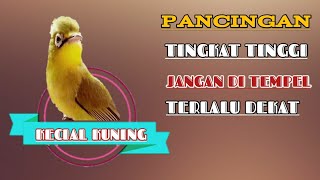 MASTERAN KECIAL KUNING AGAR CEPAT NEMPEL | KECIAL KUNING CIAK CIAK GACOR BIKIN LAWAN EMOSI