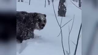 Nature destroys Russia! The worst snowstorm tears Vladivostok apart