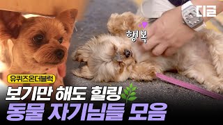 [#유퀴즈온더블럭] 유퀴즈에 등장한 사랑스러운 강아지&고양이 총 모음.zip ✨ 길가다 멈추게 만드는 치명적인 귀여움,,♥