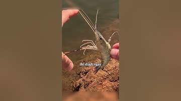 Câu cá nhầm phải tôm và anh chàng này đã có sáng kiến cực hay #shorts