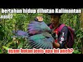 Dapat ayam hutan Kalimantan langka bulu mirip Kolibri
