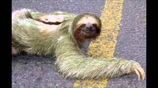 Some of the funniest & craziest animal pics on the web! @CelebrityMontages