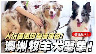 「澳洲牧羊犬」就是「笨笨邊牧」？沒有，你才笨(ｘ)｜熊爸估狗