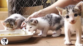 Very hungry kittens try weaning food for the first time... too cute!