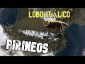 El lobo itálico en el Pirineo | #Rewilding IX